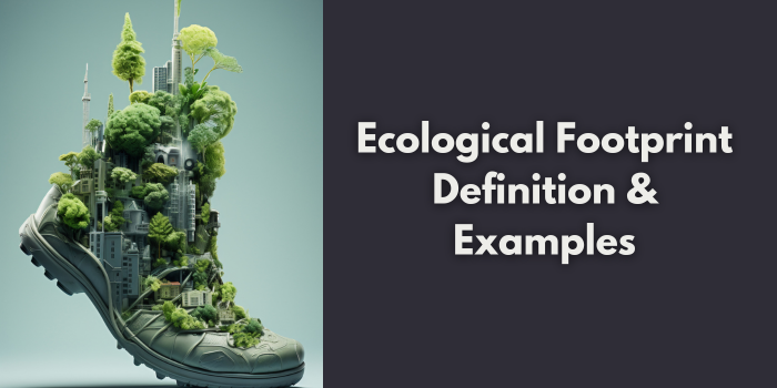Understanding Your Ecological Footprint: a Beginner's Introduction
