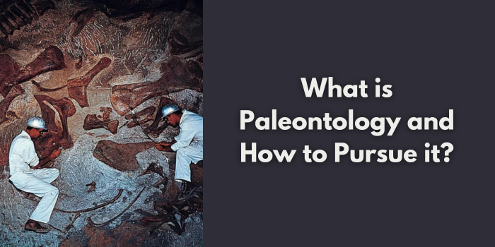What is Paleontology and How to Pursue it?